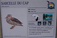 Sarcelle du Cap, Anas capensis (Photo F. Mrugala) (txt)